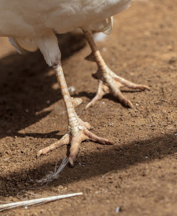 Patas De Un Pavo Real En La Arena Foto de archivo Imagen de peacock