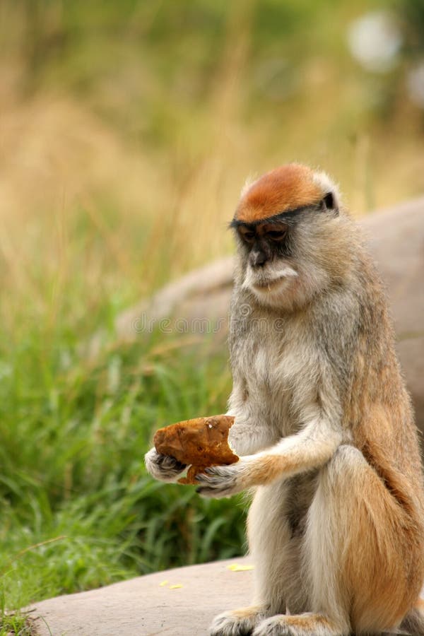 Patas Monkey Eating