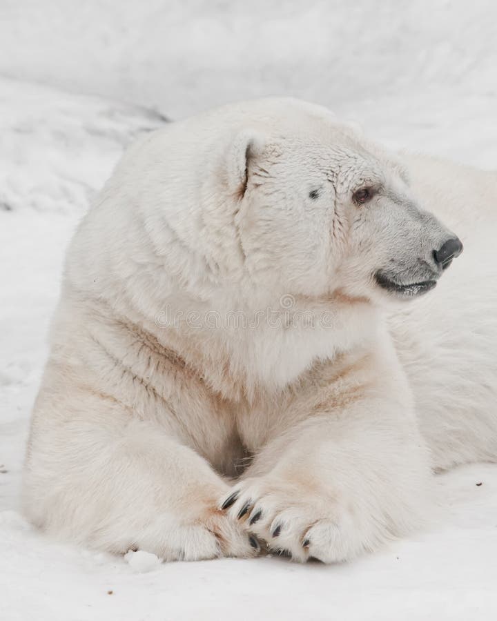 Featured image of post Oso Polar Foto De Perfil ltimas noticias fotos y videos de oso polar las encuentras en el comercio