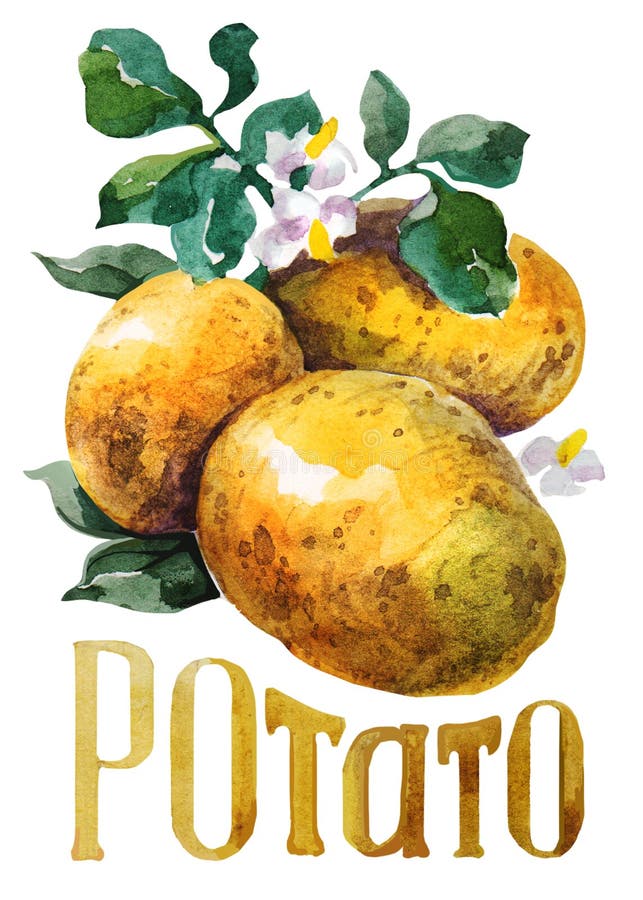 Patata Acuarela del dibujo de la mano en el fondo blanco con título stock de ilustración Patata Acuarela del dibujo de la mano en el fondo blanco con título stock de ilustración