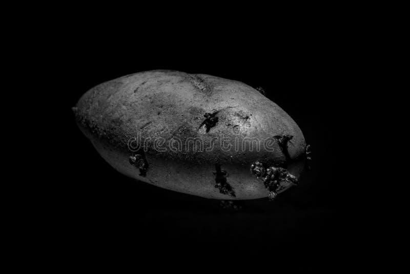 Patata con los brotes en un fondo negro fotografía de archivo libre de regalías Patata con los brotes en un fondo negro fotografía de archivo libre de regalías