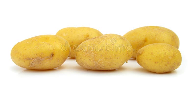 Potato (informally tatey, tater or spud) is the term which applies either to the starchy, tuberous root vegetable crop from the various subspecies of the perennial plant Solanum tuberosum of the Solanaceae, or nightshade, family, or to the plant itself. In the region of the Andes, the word is also used to refer to other closely-related species of the genus Solanum. Potato is the world's most widely grown tuber crop. Potato (informally tatey, tater or spud) is the term which applies either to the starchy, tuberous root vegetable crop from the various subspecies of the perennial plant Solanum tuberosum of the Solanaceae, or nightshade, family, or to the plant itself. In the region of the Andes, the word is also used to refer to other closely-related species of the genus Solanum. Potato is the world's most widely grown tuber crop.