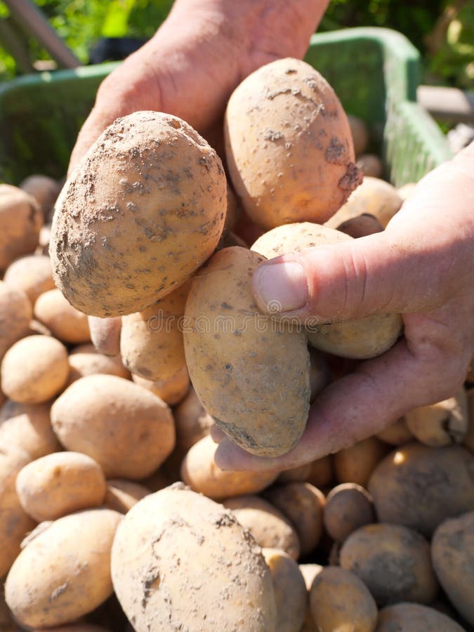 Patatas cosechadas