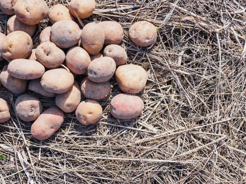 Patatas de sembrador de la primavera en hierba seca Copos de ma?z imagenes de archivo Patatas de sembrador de la primavera en hierba seca Copos de ma?z imagenes de archivo