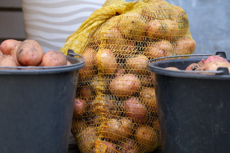 Patatas recién cosechadas en bolsas y cubos foto de archivo libre de regalías