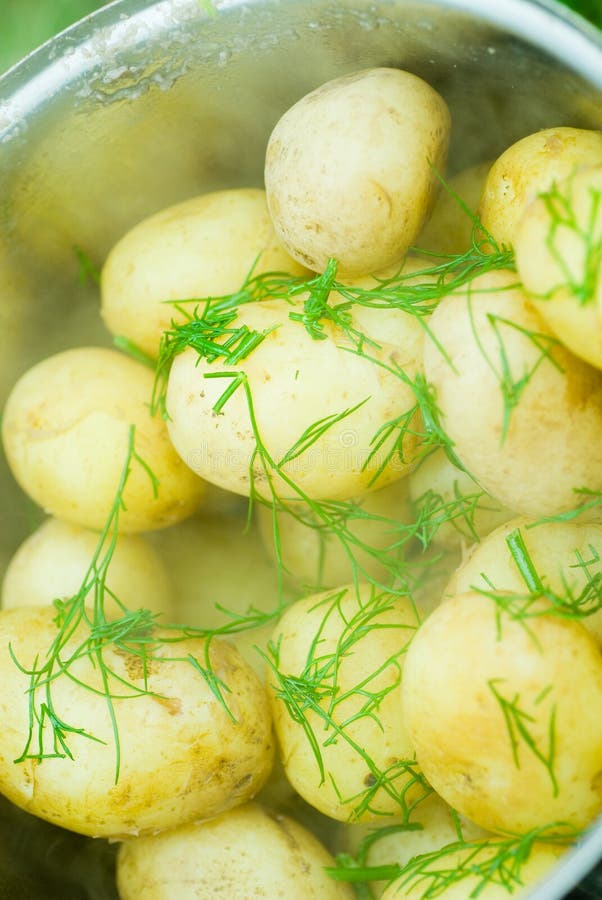 Patate bollite con aneto fresco fotografie stock