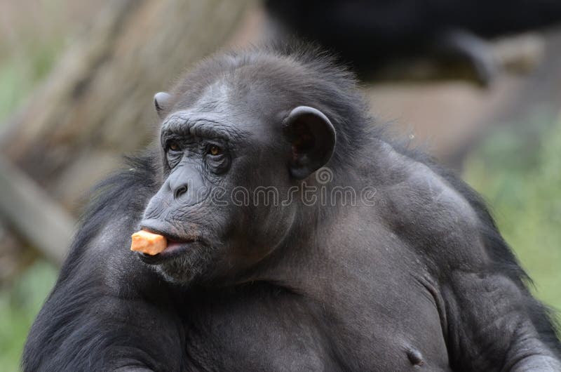 Patate douce snack2 image libre de droits Patate douce snack2 image libre de droits