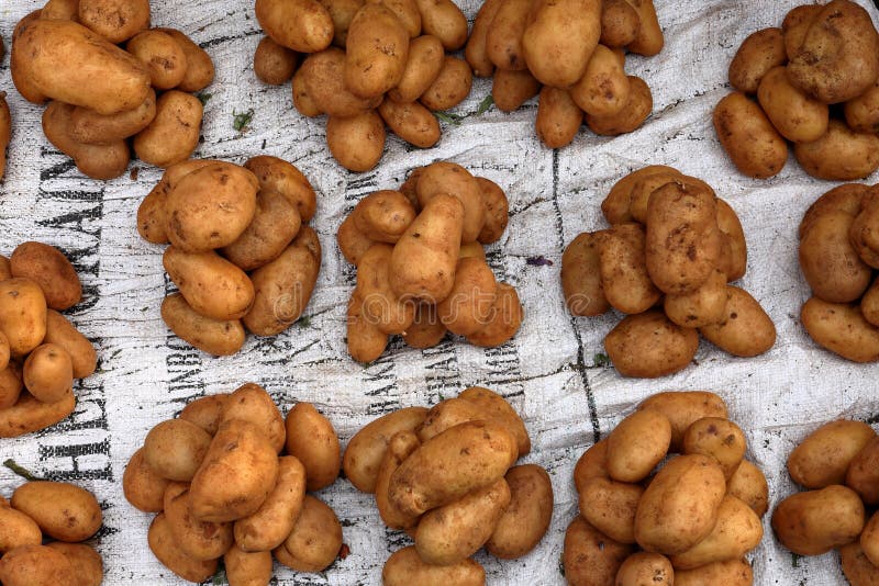 Patate impilate per la vendita fotografie stock Patate impilate per la vendita fotografie stock