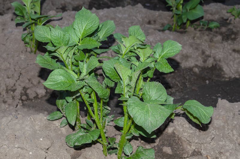 Patate novelle germogliate nel giardino a maggio Patate crescenti sull'azienda agricola immagine stock libera da diritti Patate novelle germogliate nel giardino a maggio Patate crescenti sull'azienda agricola immagine stock libera da diritti