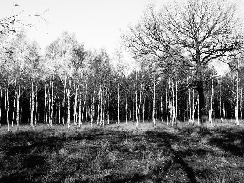 Patch of birch trees black/white zoomlevel 2 stock image