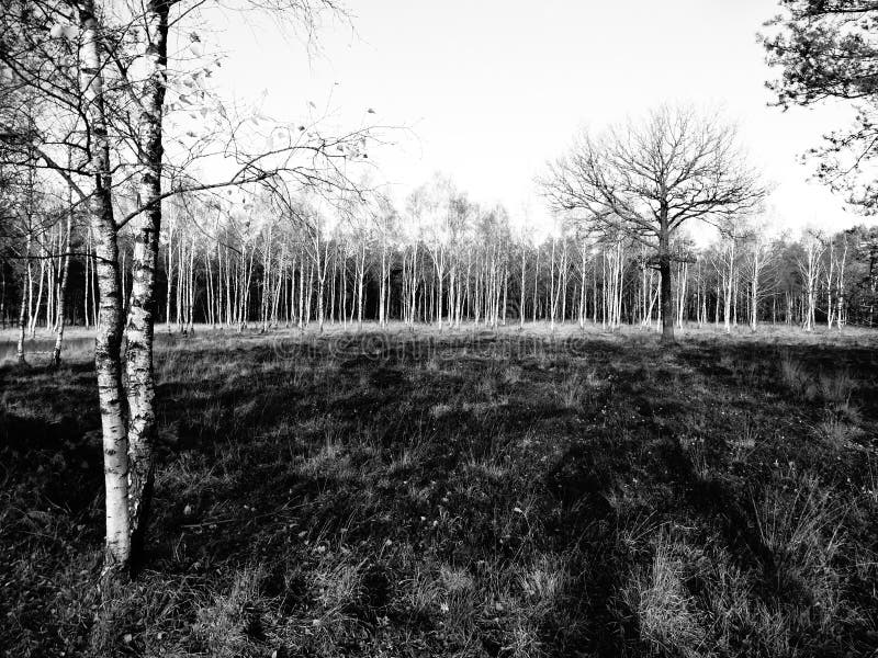 Patch of birch trees black/white zoomlevel 1 royalty free stock image