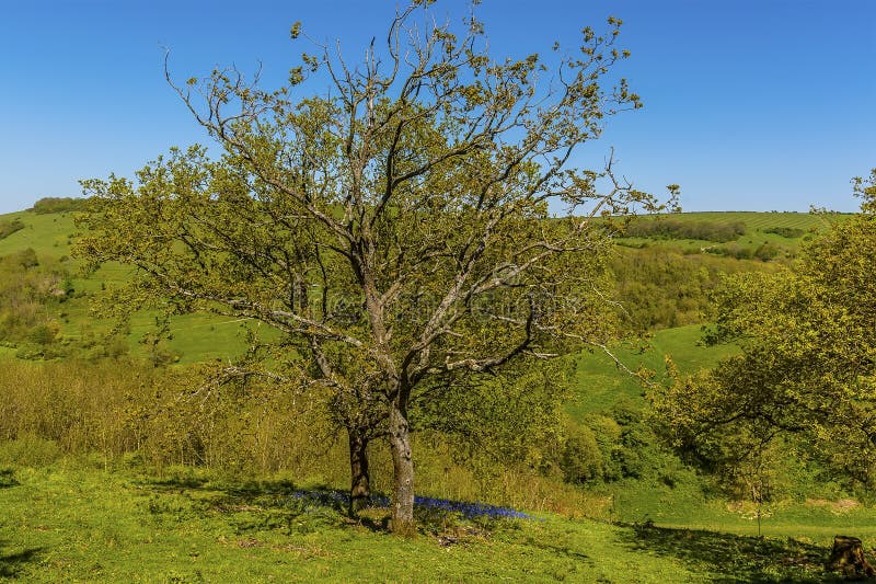 A patch of Bluebells thrive in the shade of trees on the South Downs near Brighton stock images