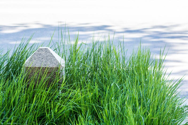 Patch Of Grass Stock Photo Image Of Ornamental Vegetation 99697950