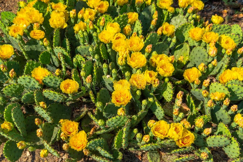 Patch of Prickly Pear Cactus in Full Bloom