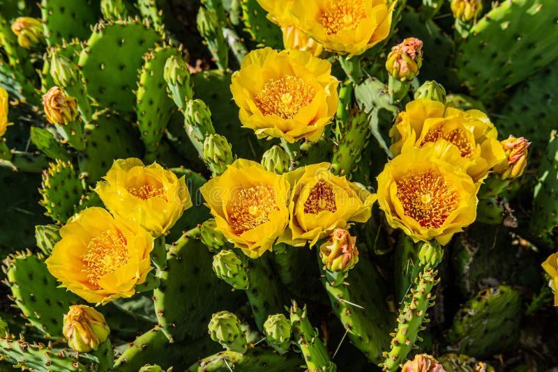 Patch of Prickly Pear Cactus in Full Bloom