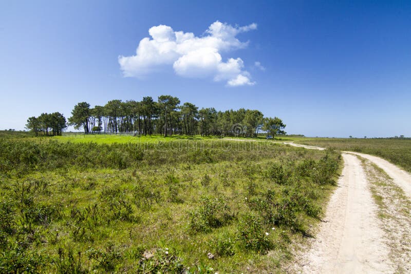 Patch of trees with dirt road royalty free stock photo