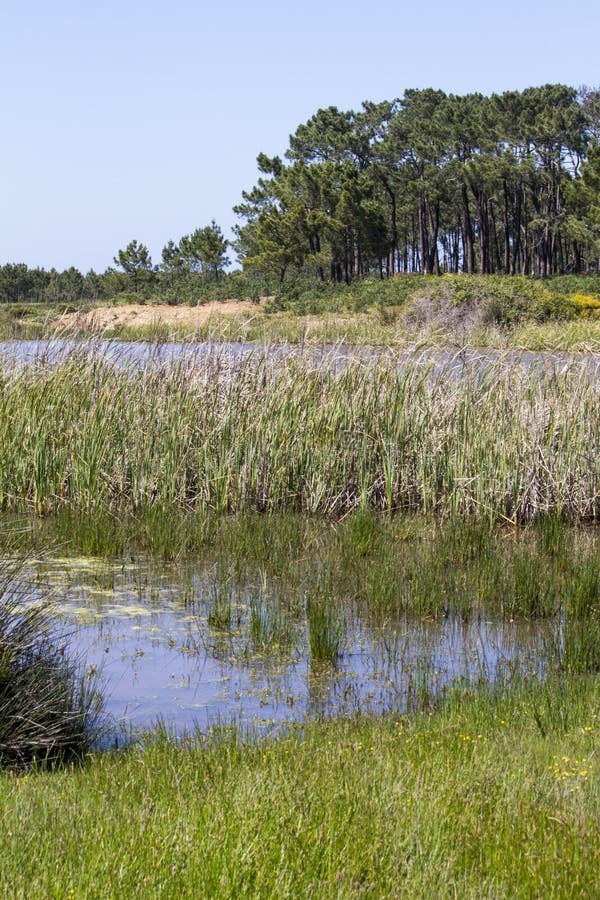 Patch of trees with pond. Beautiful view with a small patch of trees and pond.