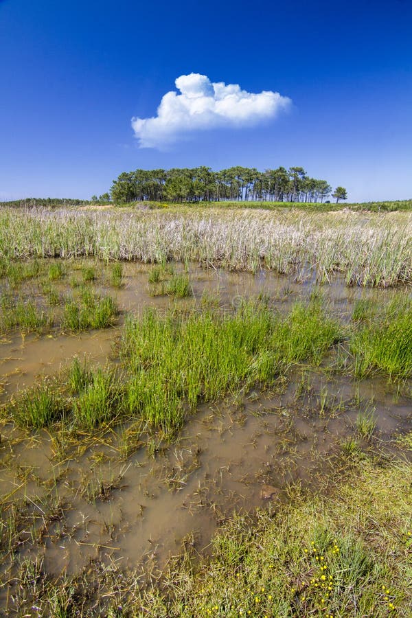 Patch of trees with pond stock images