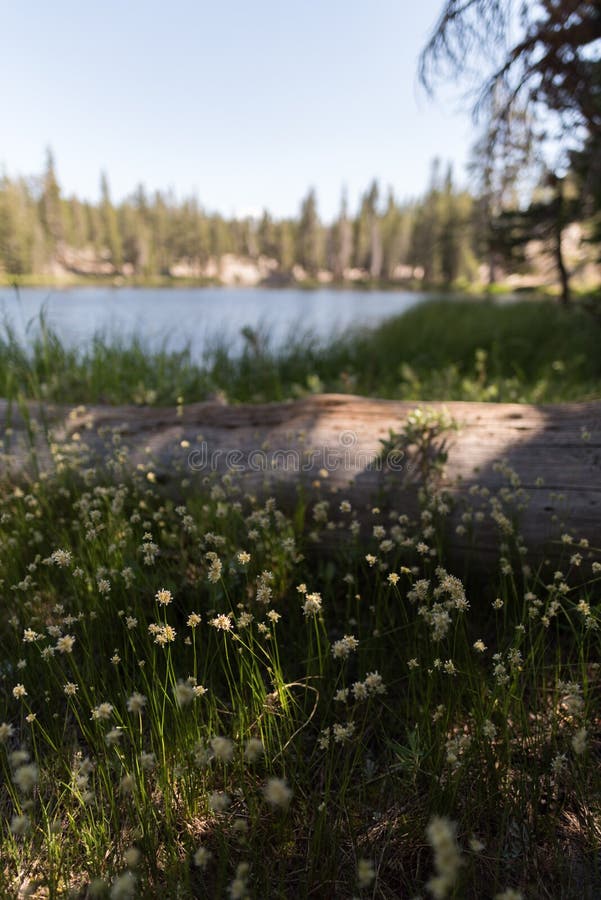 A patch of wildflowers lit by dappled sunlight next to a log with a lake and trees in the background royalty free stock image