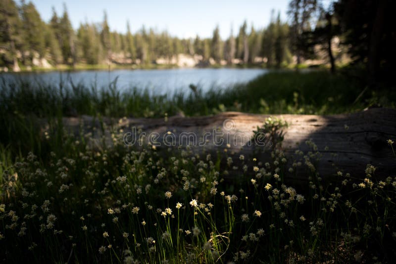 A patch of wildflowers lit by dappled sunlight next to a log with a lake and trees in the background royalty free stock images