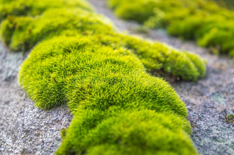 Patches Of Moss On A Rock. Green Moss Backlit By Sun In The Morning ...