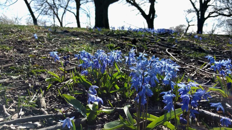 Patches of wild, purple Violets beneath the trees. Signs of Spring. Breezy afternoon.