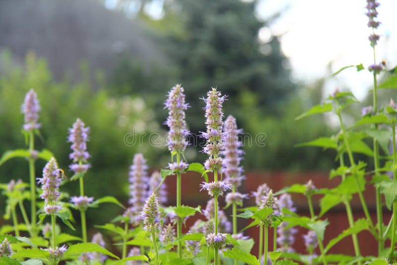 Patchouli with flowers in summer