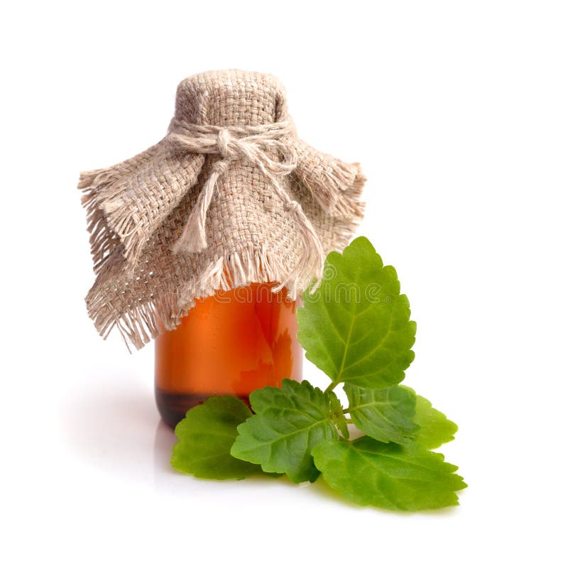 Patchouli sprig with essential oil.