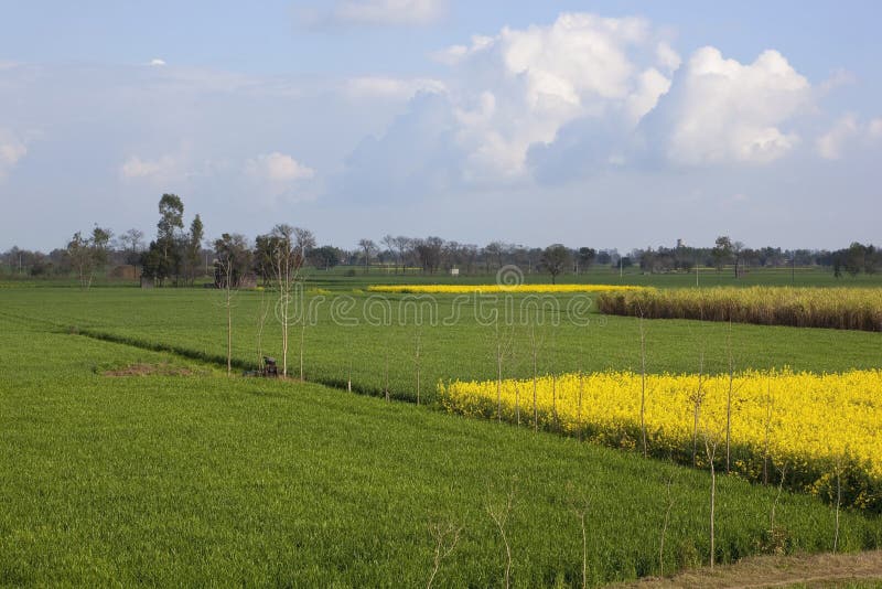 Punjabi countryside stock photo. Image of asia, farming 30046086