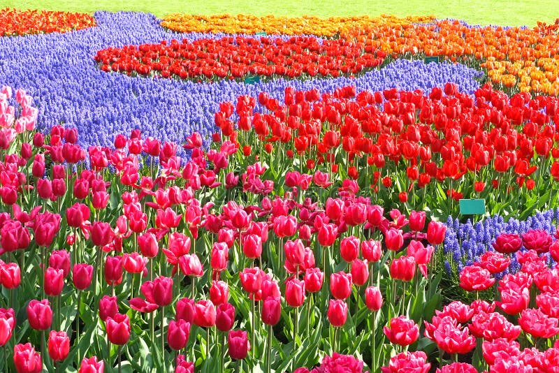Patchworków kolorowi ogrodowi tulipany fotografia stock