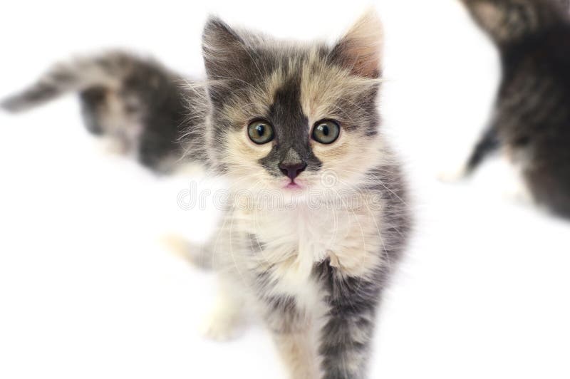 Patchy Kitten Stock Photos Image 16788573
