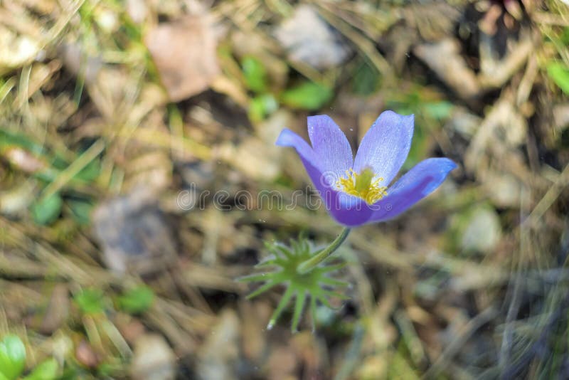 Patens del Pulsatilla o croco della prateria I fiori viola si chiudono su Pasqueflowers Bei fiori della primavera selvaggia immagine stock libera da diritti Patens del Pulsatilla o croco della prateria I fiori viola si chiudono su Pasqueflowers Bei fiori della primavera selvaggia immagine stock libera da diritti