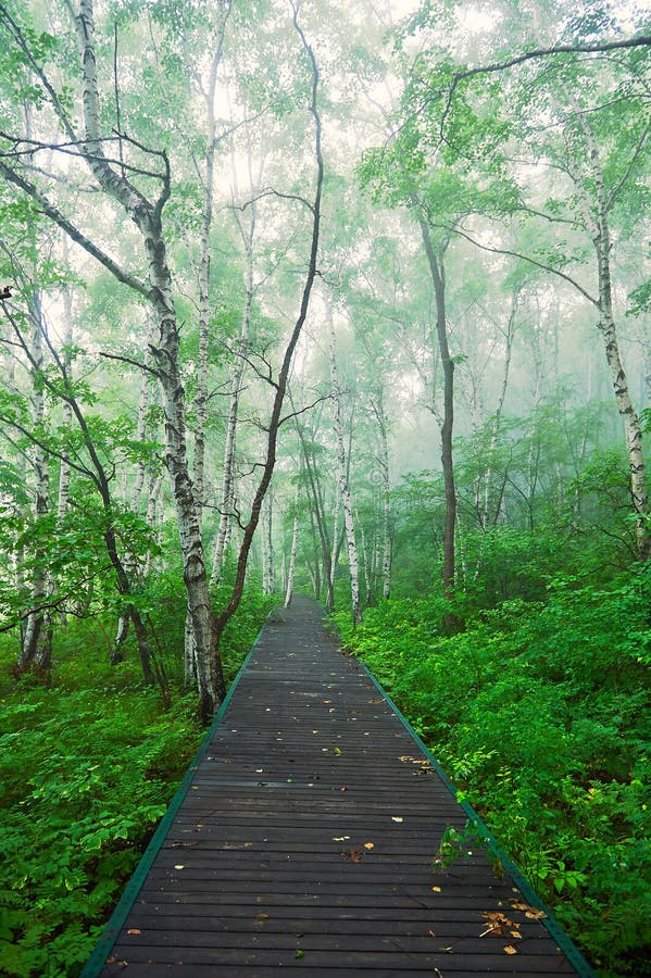 The path along the cliff in the morning fog