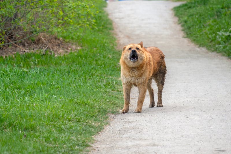 On the path of asphalt is a dog and barking around the grass