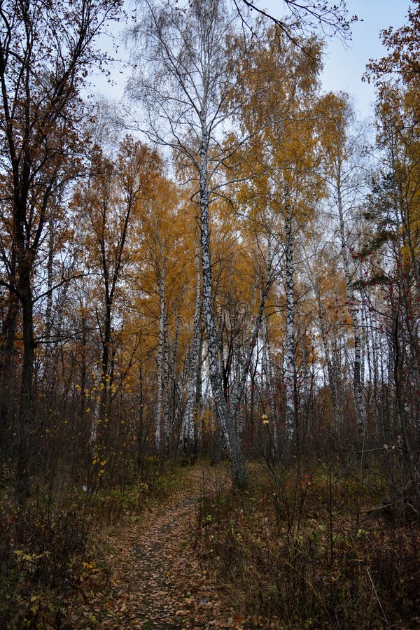 Tall Birch Trees, Blue Sky, Soft Focus Foto. Stock Photo Image of