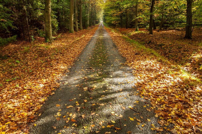 A Path in Autumn Forest