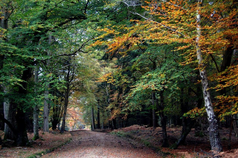 Path Through Autumn Trees in the New Forest