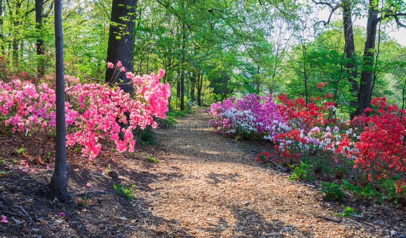 Path Through Azaleas Washington DC Arboretum