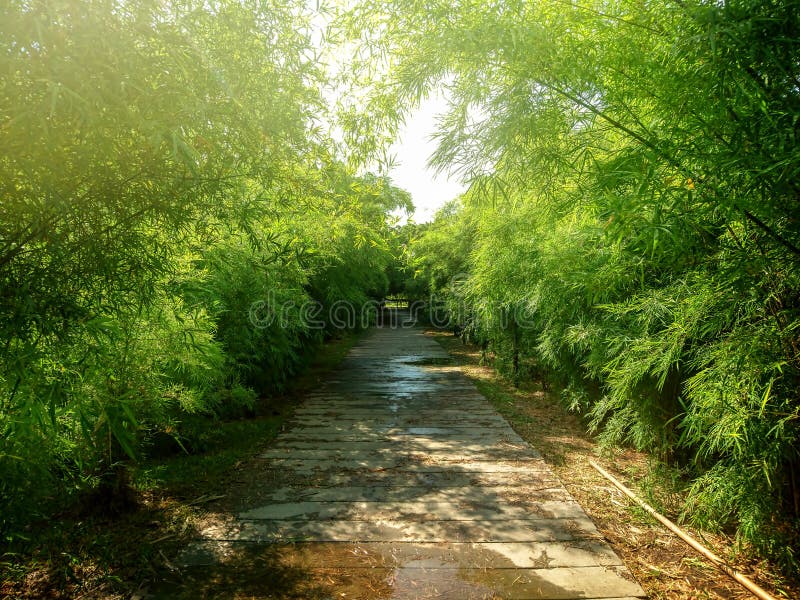 Path through bamboo stock photo. Image of japanese, tree 36372566