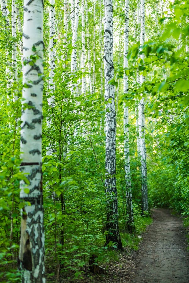 Path among birches in the spring forest stock image Path among birches in the spring forest stock image