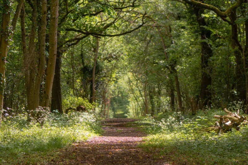 Path through British Ancient Woodland with Dappled Sunlight Stock Photo ...
