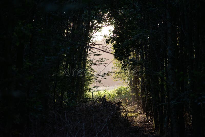 Path in the Dark Forest Leading To the Light Stock Photo - Image of grass,  leaves: 196625068