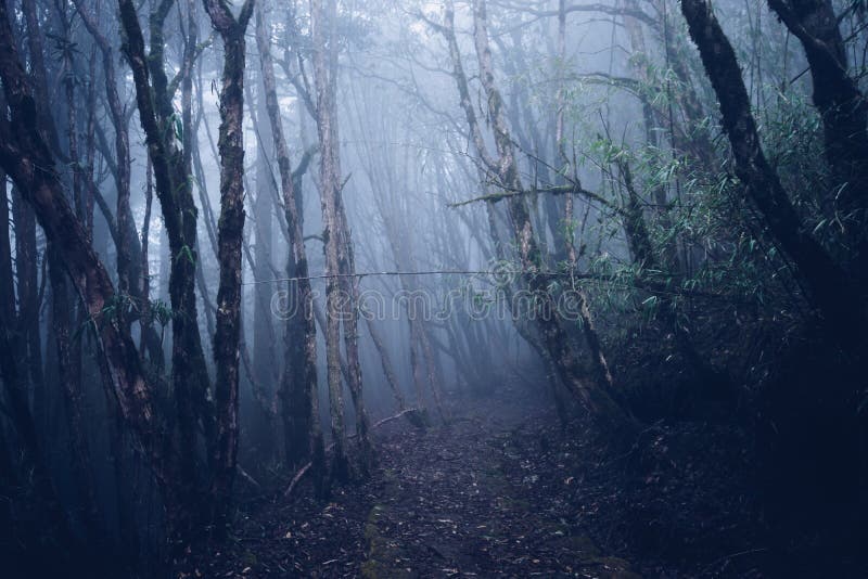 Path in the dark forest stock image. Image of light - 203614225 Path in the dark forest stock image. Image of light - 203614225