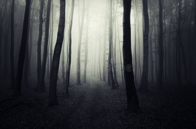 Path trough a dark mysterious spooky forest on Halloween. Path trough a dark mysterious spooky forest on Halloween