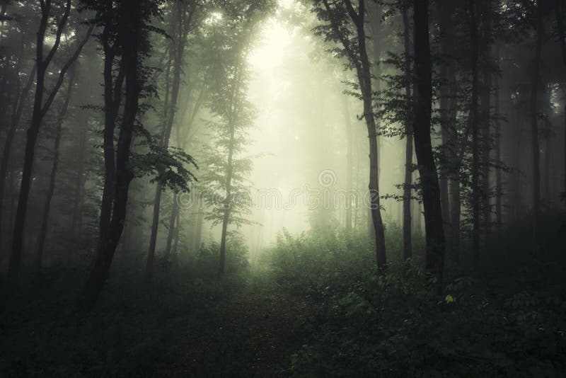 Path through dark spooky woods