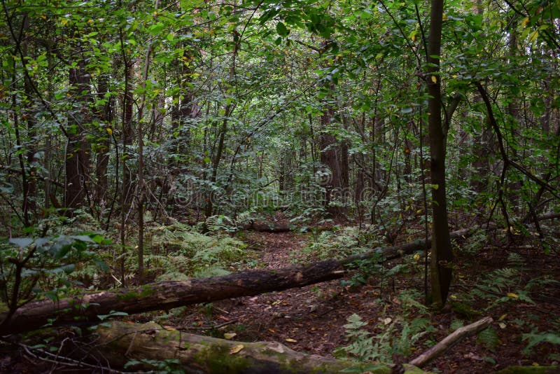 A path in a deciduous forest area. The forest after the hurricane. Fallen trees on the path. Green grass stock photography