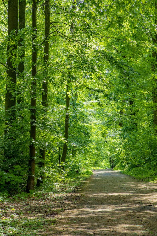 Path through Dense Forest with Green Oak Trees Stock Image - Image of ...