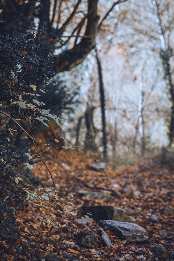 In this photo we can appreciate orange leafs in a path of a deep forest. the forest is wet and the plants and vegetation are falling over because is autumn. there are some rocks and wooden branches in the path and in the left part there are black berries. In this photo we can appreciate orange leafs in a path of a deep forest. the forest is wet and the plants and vegetation are falling over because is autumn. there are some rocks and wooden branches in the path and in the left part there are black berries