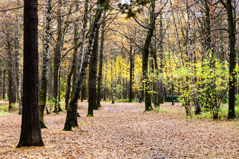 fallen leaf park fallen leaf park