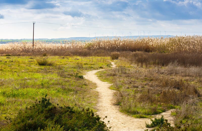 Path in the field to the reeds in Cyprus.